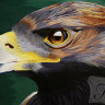 Картины из шелка "Голова молодого орла"